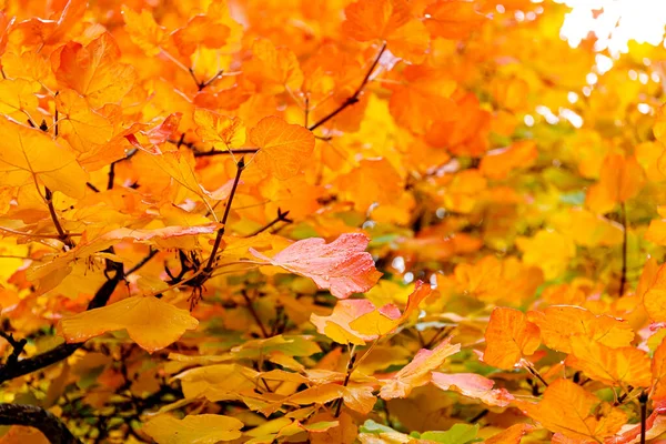 숲을 배경으로 한다. 화려 한 색깔 의나무, 가을 공원에 있는 붉은 오렌지 잎. — 스톡 사진