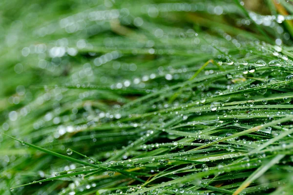 Sfocare da vicino erba fresca di spessore con gocce d'acqua sullo sfondo del mattino. — Foto Stock