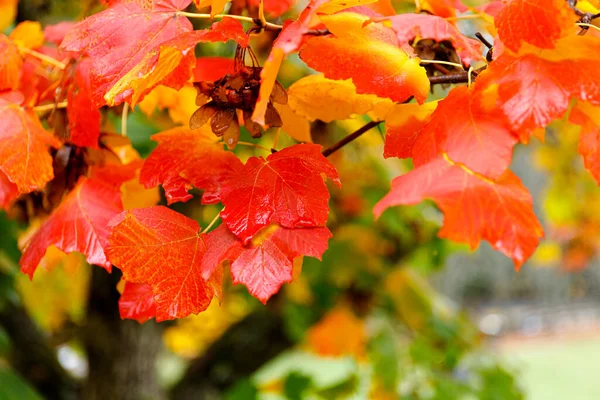 Fond de forêt d'automne. Arbre de couleur vibrante, feuillage rouge-orange dans le parc d'automne. — Photo