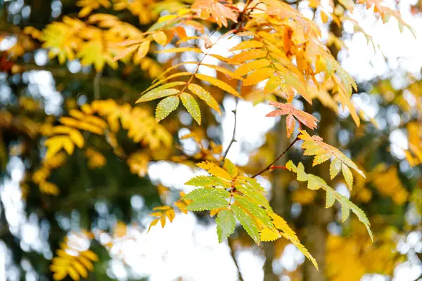 Fond de forêt d'automne. Arbre de couleur vibrante, feuillage rouge-orange dans le parc d'automne. — Photo