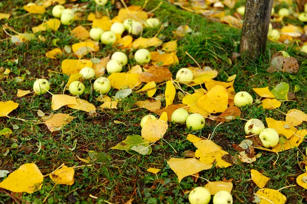 배경 - 정원에 있는 푸른 풀 밭에 떨어진 노란색 사과. — 스톡 사진