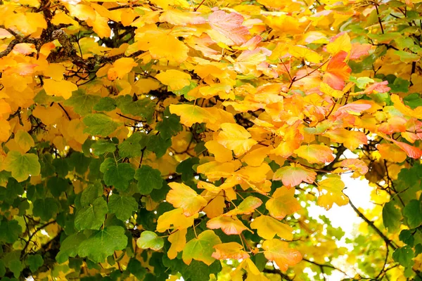 숲을 배경으로 한다. 화려 한 색깔 의나무, 가을 공원에 있는 붉은 오렌지 잎. — 스톡 사진