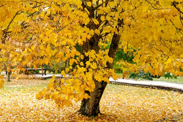 Fond de forêt d'automne. Arbre de couleur vibrante, feuillage rouge-orange dans le parc d'automne. — Photo