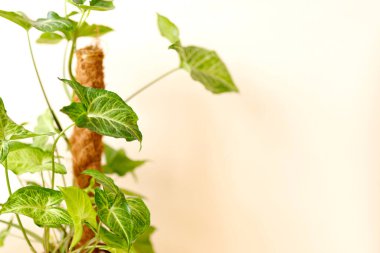 Ev dekorasyonu ve ağaç aşığı konsepti, ev bitkileri