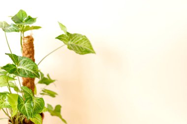 Ev dekorasyonu ve ağaç aşığı konsepti, ev bitkileri