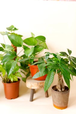 Ev dekorasyonu ve ağaç aşığı konsepti, ev bitkileri