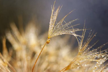 Karahindiba çiçeğinin üzerindeki küçük salyangoz. Karahindiba ile doğa arkaplanı