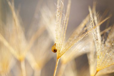 Karahindiba çiçeğinin üzerindeki küçük salyangoz. Karahindiba ile doğa arkaplanı