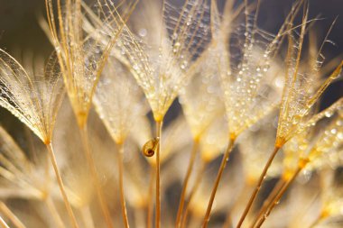 Karahindiba çiçeğinin üzerindeki küçük salyangoz. Karahindiba ile doğa arkaplanı