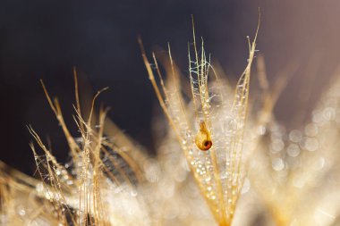 Karahindiba çiçeğinin üzerindeki küçük salyangoz. Karahindiba ile doğa arkaplanı