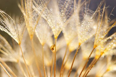 Karahindiba çiçeğinin üzerindeki küçük salyangoz. Karahindiba ile doğa arkaplanı