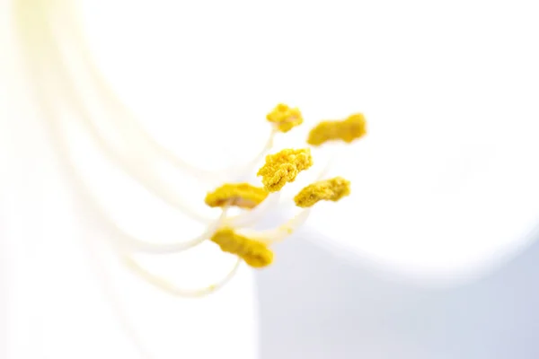 Macro atirou em uma flor de amarílis branca. Conceito de natureza. — Fotografia de Stock