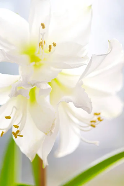 Makro strzał z białego kwiatu amaryllis. Pojęcie natury. — Zdjęcie stockowe