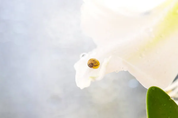Маленький равлик на квітці. Природний фон з квітами . — стокове фото