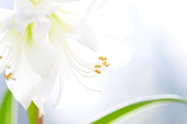 Макро постріл одне біла квітка ампарли. Концепція природи . — стокове фото