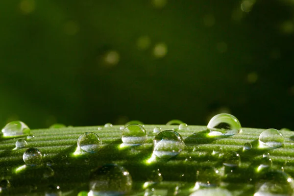 Макро знімок води або краплі роси на зеленому листі . — стокове фото