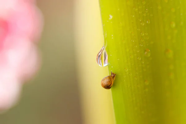 Маленький равлик на квітку кульбаби. Природний фон з кульбабою — стокове фото