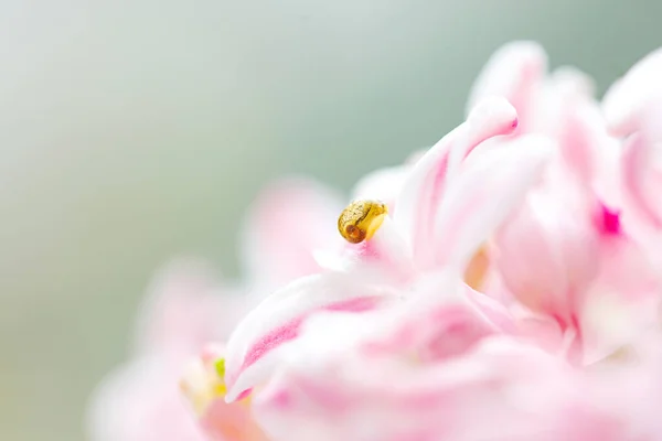 Little snail on flower. Nature background with flowers. — Stock Photo, Image