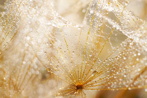 Macro shot of dandelion with water drops. Nature background with dandelions. — 图库照片