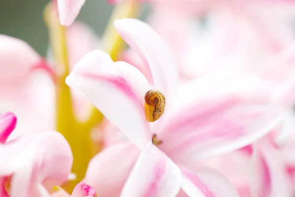 Маленький равлик на квітці. Природний фон з квітами . — стокове фото