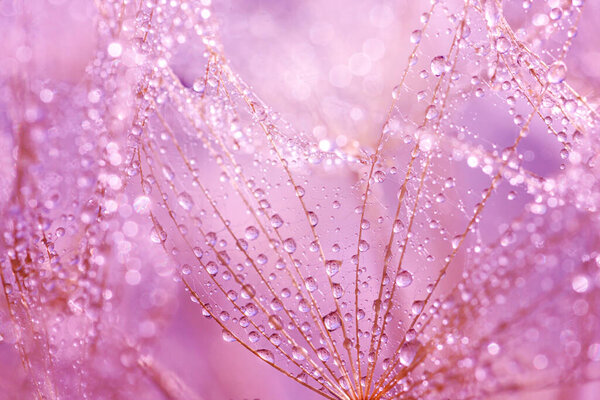 Macro shot of dandelion with water drops. Nature background with dandelions.