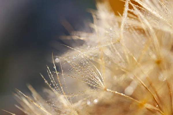 Makro karahindiba ve su damlası. Karahindibalı doğa arkaplanı.