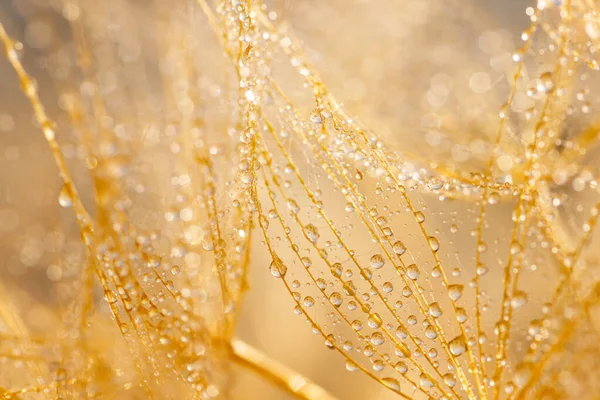 Macro tiro de dente-de-leão com gotas de água. Natureza fundo com dentes-de-leão. — Fotografia de Stock