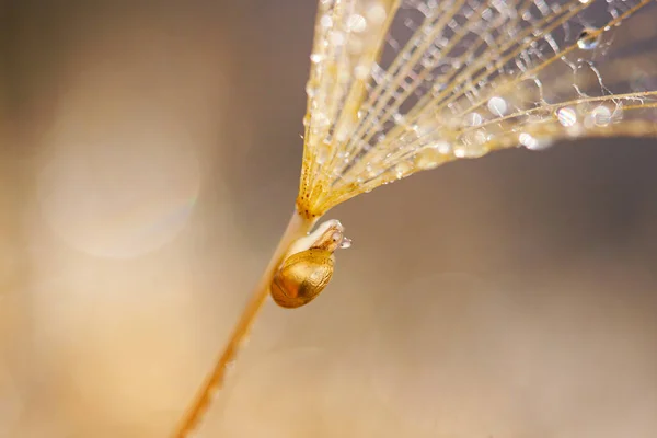 Petit escargot sur fleur de pissenlit. Fond naturel avec pissenlit — Photo