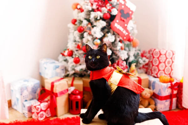 Carino gatto di Natale con albero di Natale e regali. Adorabile biglietto di auguri. Felice anno nuovo — Foto Stock