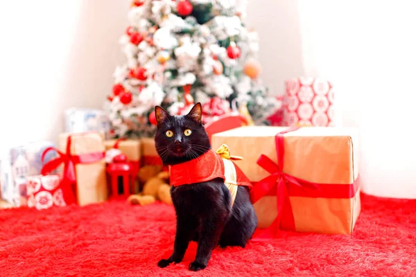 Carino gatto di Natale con albero di Natale e regali. Adorabile biglietto di auguri. Felice anno nuovo — Foto Stock