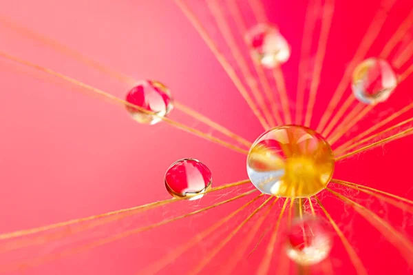 Beautiful drops on a dandelion seed. Beautiful soft background. Water drops on dandelion. Soft dreamy artistic image. — Fotografia de Stock