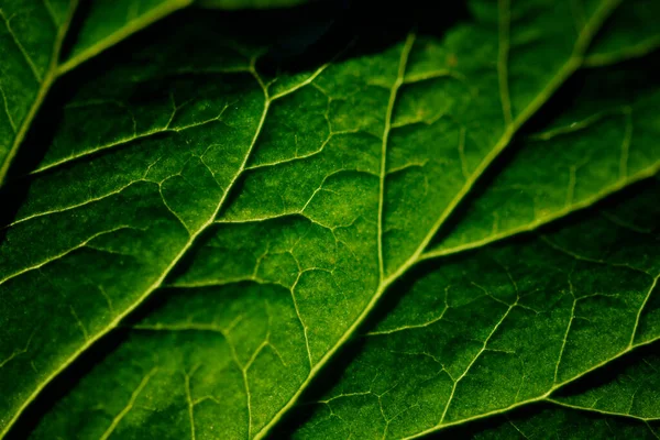 Macro shot de texture de feuille verte .. — Photo