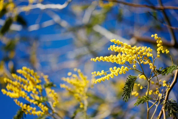 Flores amarillas de un árbol mimosa sobre un fondo de cielo azul. — Foto de Stock