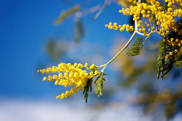 Flores amarelas de uma árvore de mimosa em um contexto de céu azul — Fotografia de Stock