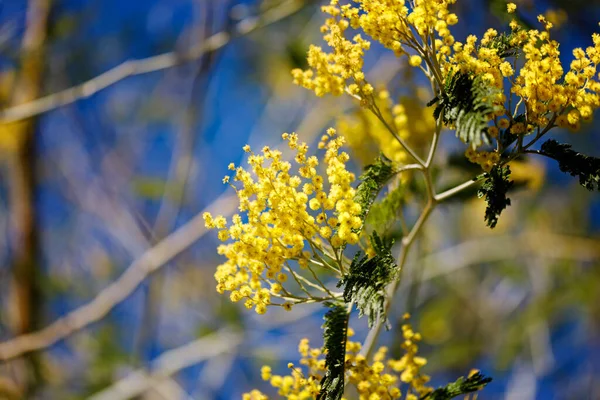 Fiori gialli di un albero mimosa su uno sfondo di cielo azzurro. — Foto Stock