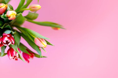 Güzel laleler, çiçek demeti. Bahar tatillerinin planı. Anneler günü tebrik kartı..