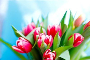 Güzel laleler, çiçek demeti. Bahar tatillerinin planı. Anneler günü tebrik kartı..