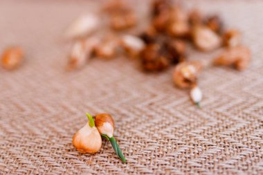 Topraklı bir konteynıra lale dikmek. Evde lale yetiştiriyor. Evde bahçe işleri kavramı.