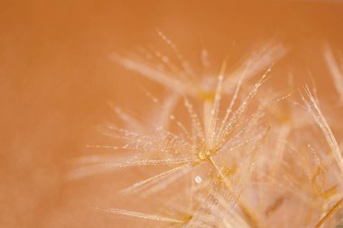 Damlacıklı karahindiba iğnesi..