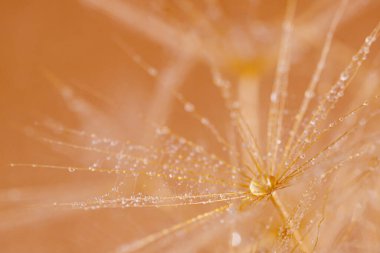 Damlacıklı karahindiba iğnesi..