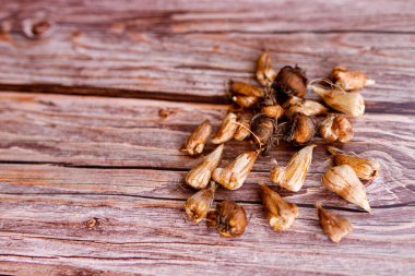 Topraklı bir konteynıra lale dikmek. Evde lale yetiştiriyor. Evde bahçe işleri kavramı.