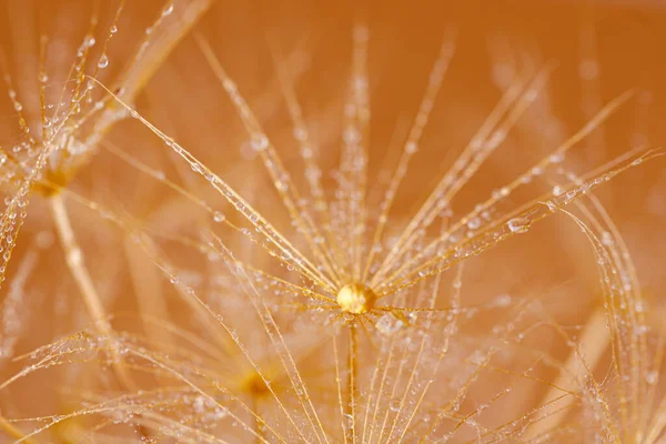 Damlacıklı karahindiba iğnesi.