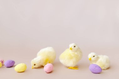 Paskalya arkaplanı, paskalya piliçleri ve yumurtalar. Paskalya dekoru.