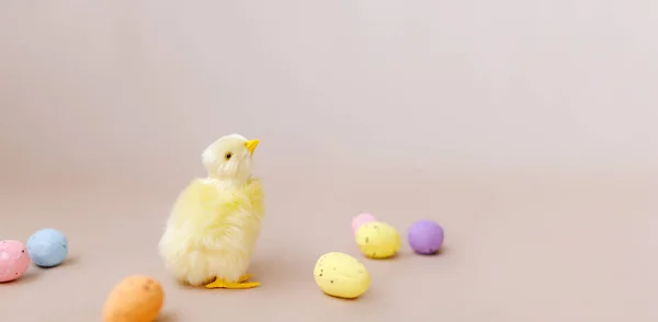 Osterhintergrund Mit Osterküken Und Eiern Osterdekoration — Stockfoto