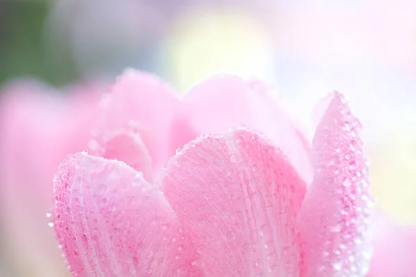 Frühlingstulpen Strauß Frischer Blumen Mit Wassertropfen — Stockfoto