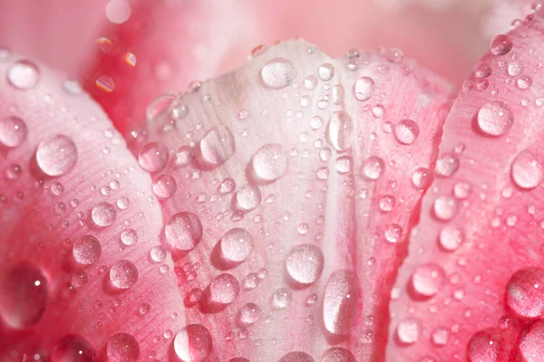 Nahaufnahme Von Violettem Tulpenblatt Mit Wassertropfen — Stockfoto