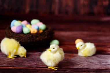 Sarı civciv ve yumurtalı Paskalya arkaplanı. Paskalya tatili