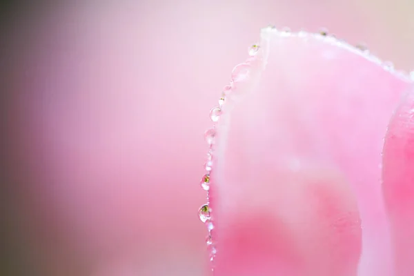 与水滴的新鲜春天的郁金香花朵 — 图库照片