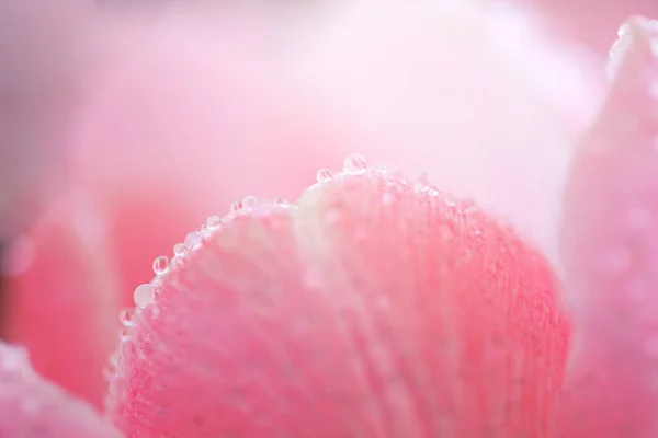 Свіжі весняні квіти тюльпанів з краплями води — стокове фото