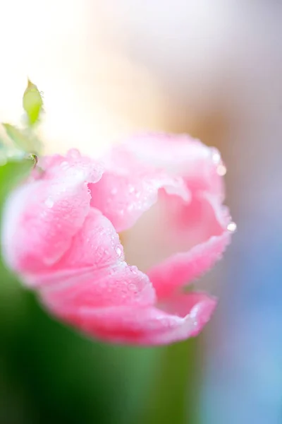 Свіжі весняні квіти тюльпанів з краплями води — стокове фото